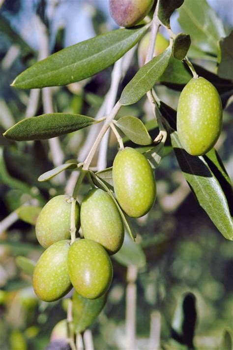 Learn How To Plant Grow And Harvest Your Own Olive With Our Tips Now