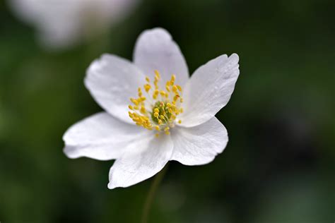 Free Images Nature Blossom Petal Spring Botany Garden Closeup