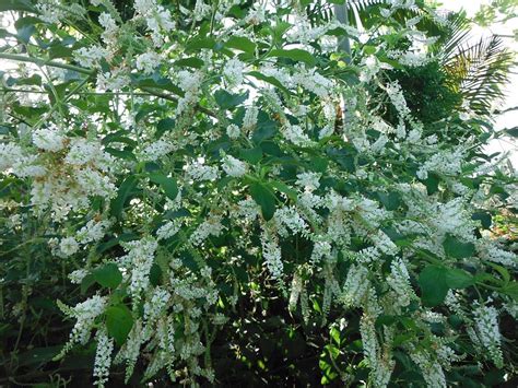 Aloysia Virgata Sweet Almond Verbena Plantvine