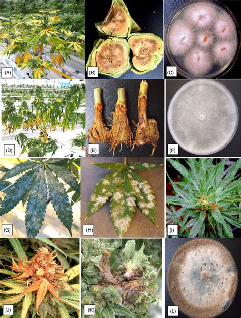 The Pathogens That Infect Cannabis Plants Cause Different Symptoms