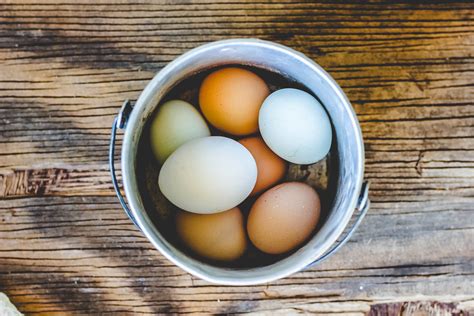 It is better to pay attention to what you can control. How to tell if a Chicken has stopped Laying Eggs - Weed ...
