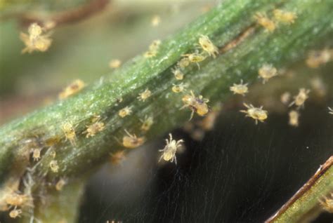 Spider Mites On Succulents How To Tackle Them Step By Step Guide