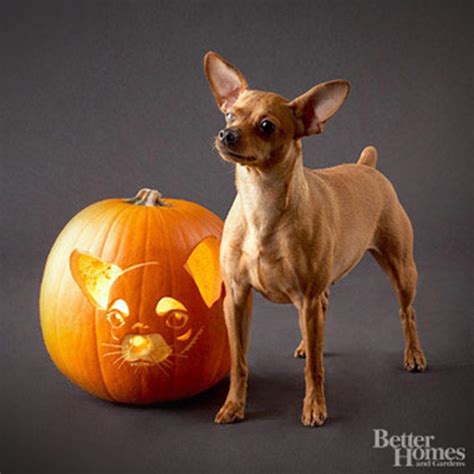 Howl O Ween Free Pet Pumpkin Carving Patterns And Ideas