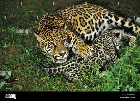 Bébé Jaguar Banque De Photographies Et Dimages à Haute Résolution Alamy