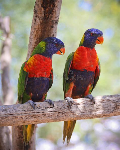 A Pair Of Rainbow Lorikeets On A Branch Stock Photo Image Of