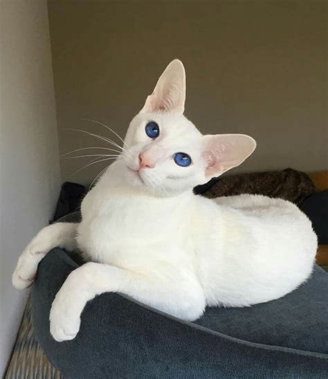 White Siamese Cat Breeds Pets Lovers