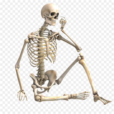 Esqueleto Humano Esqueleto Fotografia De Stock Png Transparente Grátis