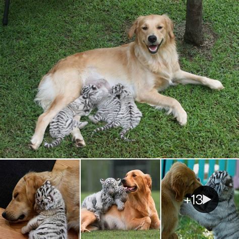 Emotional Video: Unbelievable Love Transcends Species - Mother Dog