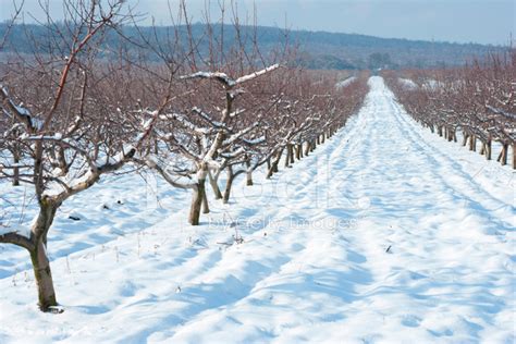 Apple Orchard At Winter Stock Photo Royalty Free Freeimages