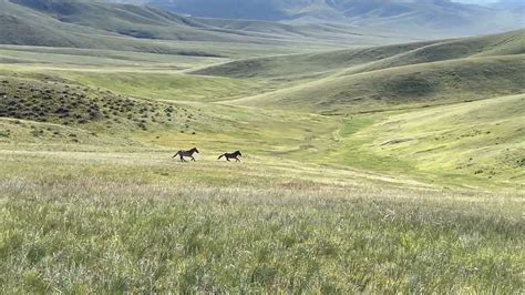 Wild Takhi Horses Running Across The Grassland At Hustai National Park