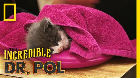 Helping A Sick Kitten The Incredible Dr Pol Youtube