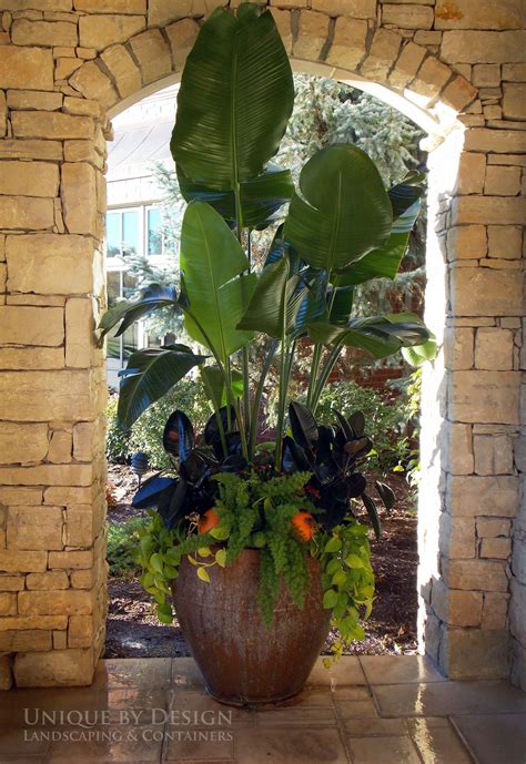 A Large Potted Plant Sitting On Top Of A Tiled Floor Next To A Stone Wall