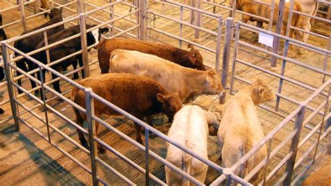 Future of Louth Livestock Market under threat - Farmers Weekly
