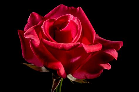 Bedeutung Rote Rosen Was Steckt Dahinter Rosenlieb
