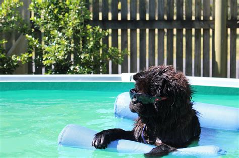 When we got our puppy last summer, we asked our friends for a pet sitting recommendation and our family pet sitting was highly recommended. Little Bear Dog Foods - Pet Sitting, Doggy Day Care, New ...
