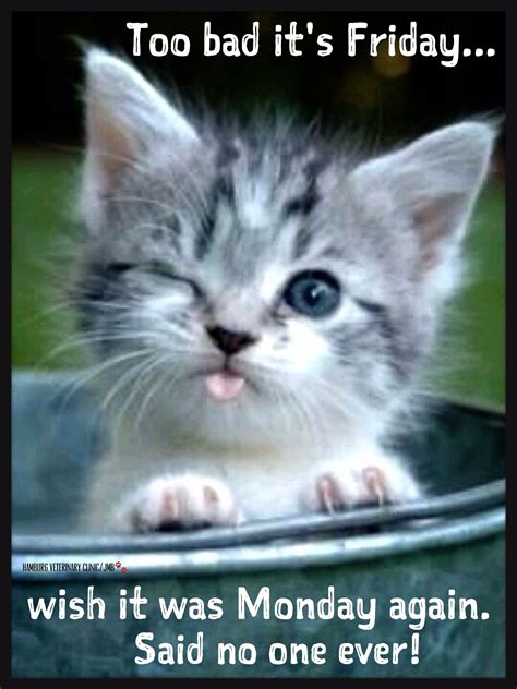 Friday Funny Animal Humor Cute Cat Too Bad Its Friday Wish It Was Monday Again So No