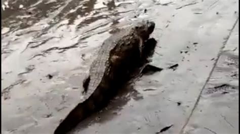 Dos Muertos Inundaciones Y Yacarés En Las Calles Las Fuertes Lluvias Anegaron Río De Janeiro