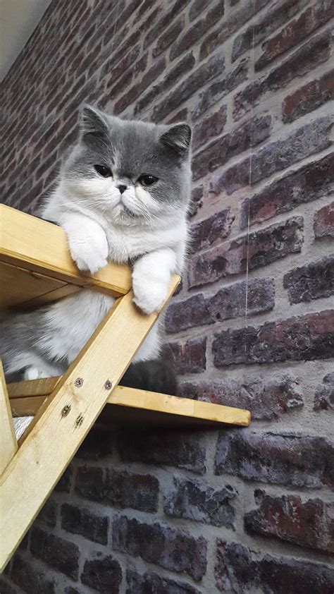 A Grey And White Cat Sitting On Top Of A Wooden Table Next To A Brick Wall