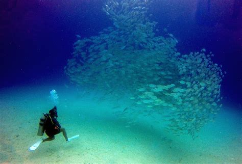 Best Diving Sites In Palawan Coron Diving Club Paradise Palawan