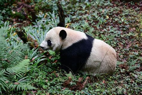 Giant Pandas Are No Longer Endangered Says China In Landmark Moment