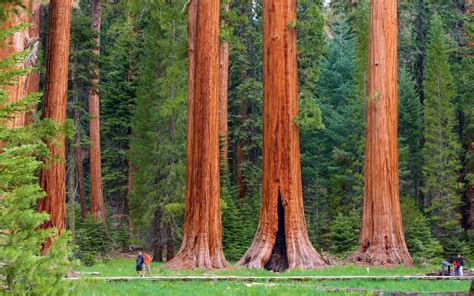 Sequoia Wallpapers Top Free Sequoia Backgrounds Wallpaperaccess
