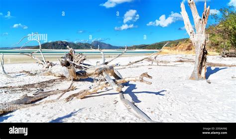 el árbol y la playa en la bahía paradisíaca fotografía de stock alamy