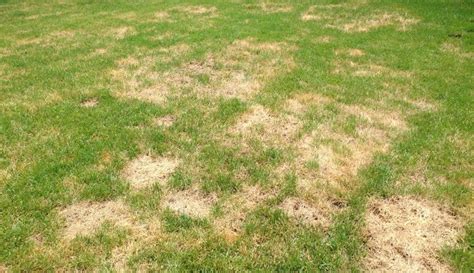 3 Summer Turf Diseases And How To Solve Them All