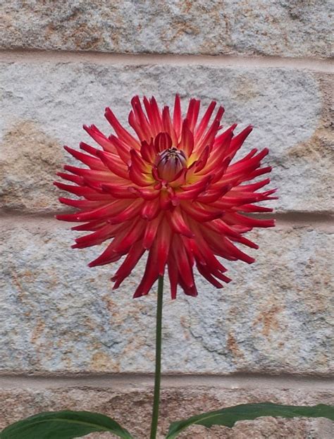 crazy 4 jessie bb ic db dr yl — crazy 4 dahlias