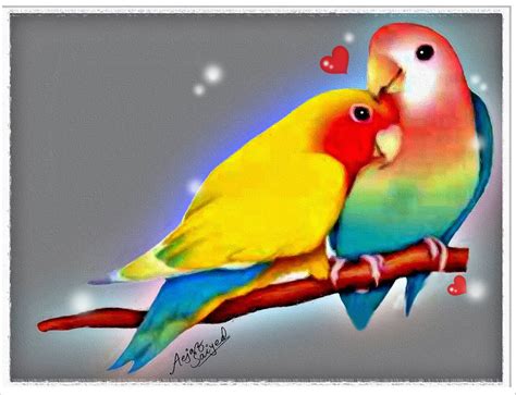 72 Love Birds Wallpapers On Wallpapersafari