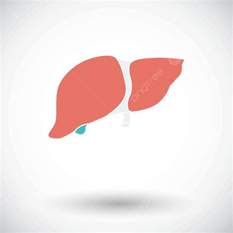 Liver Icon Shape Liver Vector Vector Shape Liver Vector Png And