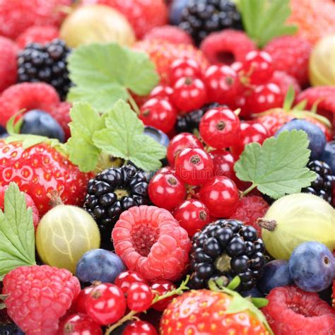 Berry Fruits Fresh Organic Berries Fruit Collection Strawberries Stock