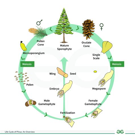 An Overview Of Life Cycle Of Pinus Geeksforgeeks