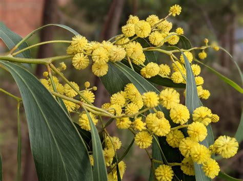 Researchers Sequence Genome Of Golden Wattle Rakeboul