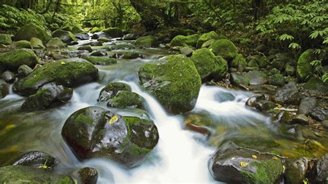 Clear Mountain River Stones With Green Moss Forest New Zealand Hd