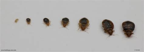 Bed Bug Pictures Actual Size Thunderxoler