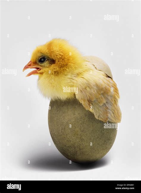 Egg Hatching Chick Hi Res Stock Photography And Images Alamy