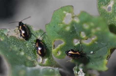 Striped Flea Beetle Identification Life Cycle Facts And Pictures