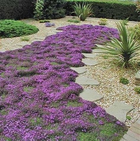 Creeping Thyme Exotic Herb Thymus Serpyllum 25 Seeds Seeds For
