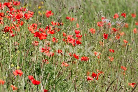 Field Of Red Poppies Papaver Rhoeas Impression Stock Photo Royalty