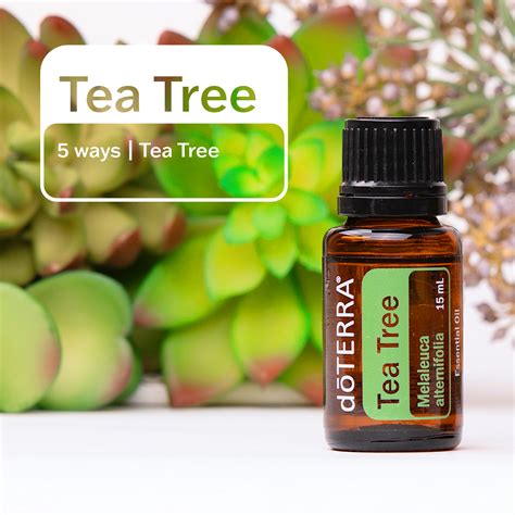 Tea Tree Oil Dōterra Essential Oils