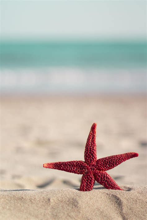 Red Starfish On The Beach Wallpaper Iphone Summer Beach Wallpaper