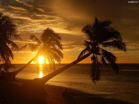Plaża Zachód Palmy Słońca Morze