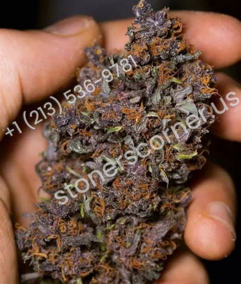 Buy Purple Kush Strain┃order Kush Online┃stoners Corner