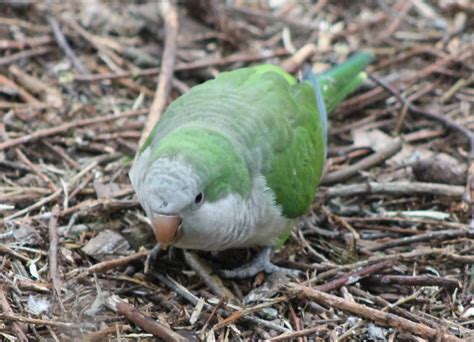 Monk Parakeet Zoochat