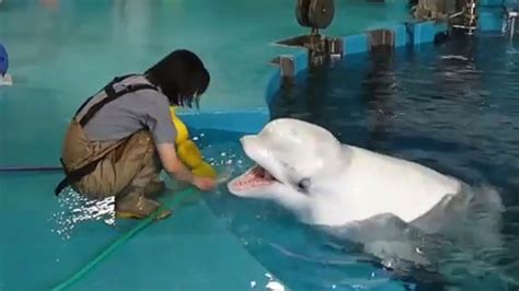 Beluga Whale Training And Singing Amazed By Tricks Youtube