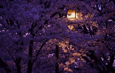 Night Cherry Blossom Wallpaper 1920x1080 Goimages County