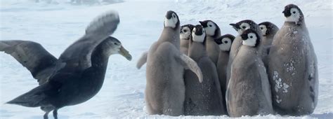 Penguin Chicks Rescued By Unlikely Hero Bbc Earth