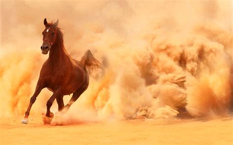 Download Arabian Horse Background Free Pixelstalknet