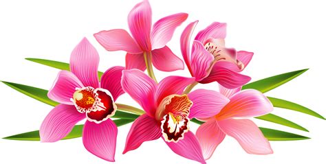 Orchid clipart orchid flower, Orchid orchid flower Transparent FREE for download on ...