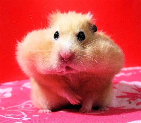 Funny Hamster Pictures Fat Hamster